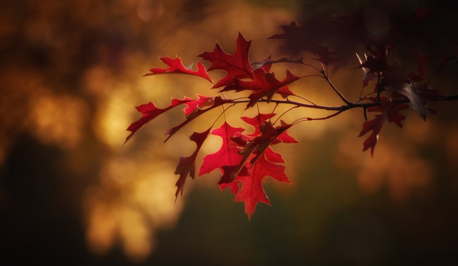 Röda höstlöv på en gren mot en suddig bakgrund i varma toner av gult och brunt.