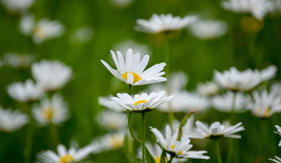 Närbild på två vita prästkrageliknande blommor mot en mjukt suddig grön bakgrund.