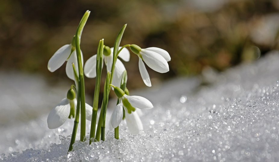 Snöblomma blommar i snön.