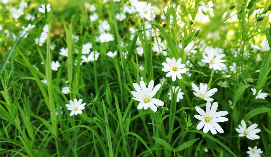 Grönt gräs och en massa prästkragar, vita blommor som är gul i mitten.