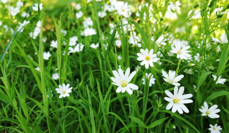 Närbild på vita blommor i grön sommaräng