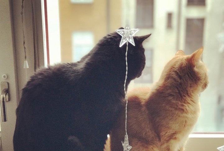 En stor svart katt och en mindre röd katt sitter och tittar ut genom ett fönster.