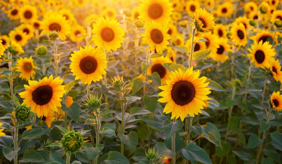 Gula stora blommor med gröna stjälkar, solrosor.