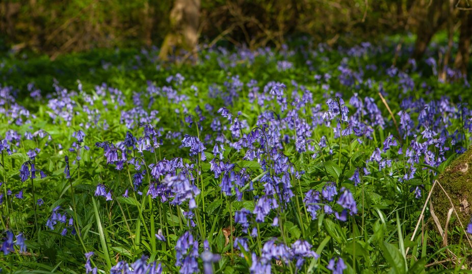 Blå vårblommor breder ut sig som en matta på skogsmarken i solljus.