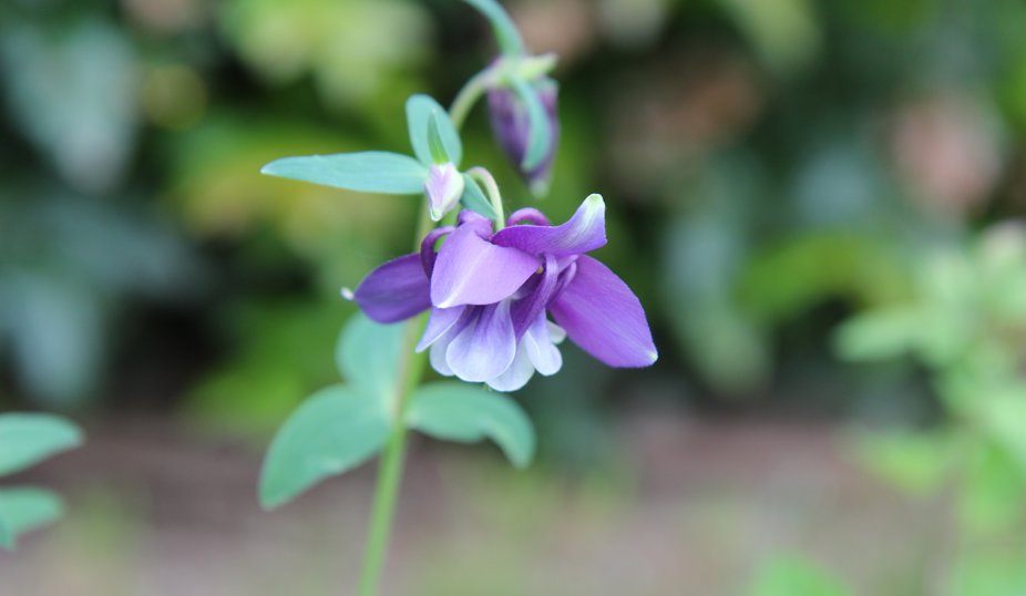 Lila blomma i närbild mot mjuk, grön bakgrund.
