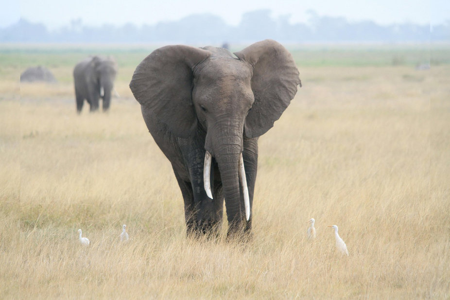 Elefant på en savann