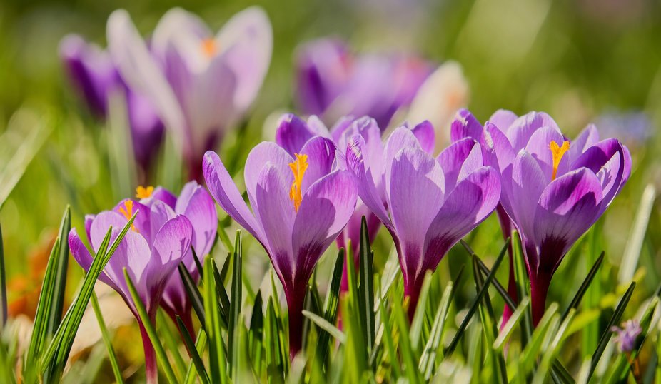 Lila krokusar som blommar i grönt gräs, fotograferade på nära håll med en mjukt suddig bakgrund.